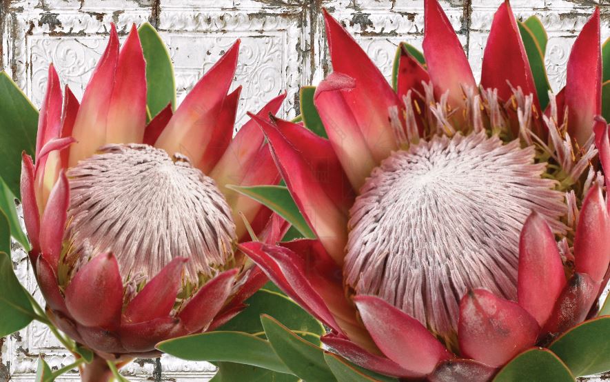 VINTAGE TILE PROTEA RED | VINYL RUG – Mooi Kamer